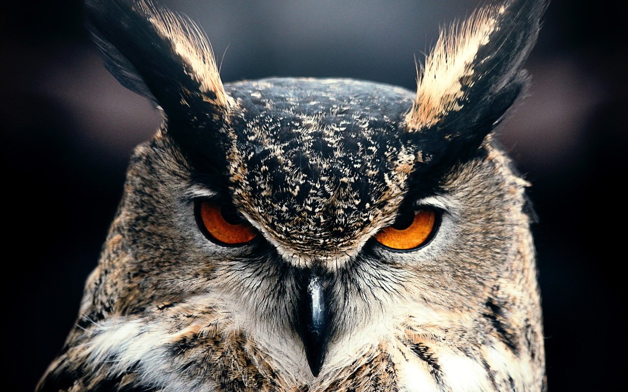 Обои глаза, сова, взгляд, клюв, черный фон, перья, филин, eyes, owl, look, beak, black background, feathers разрешение 4912x3328 Загрузить
