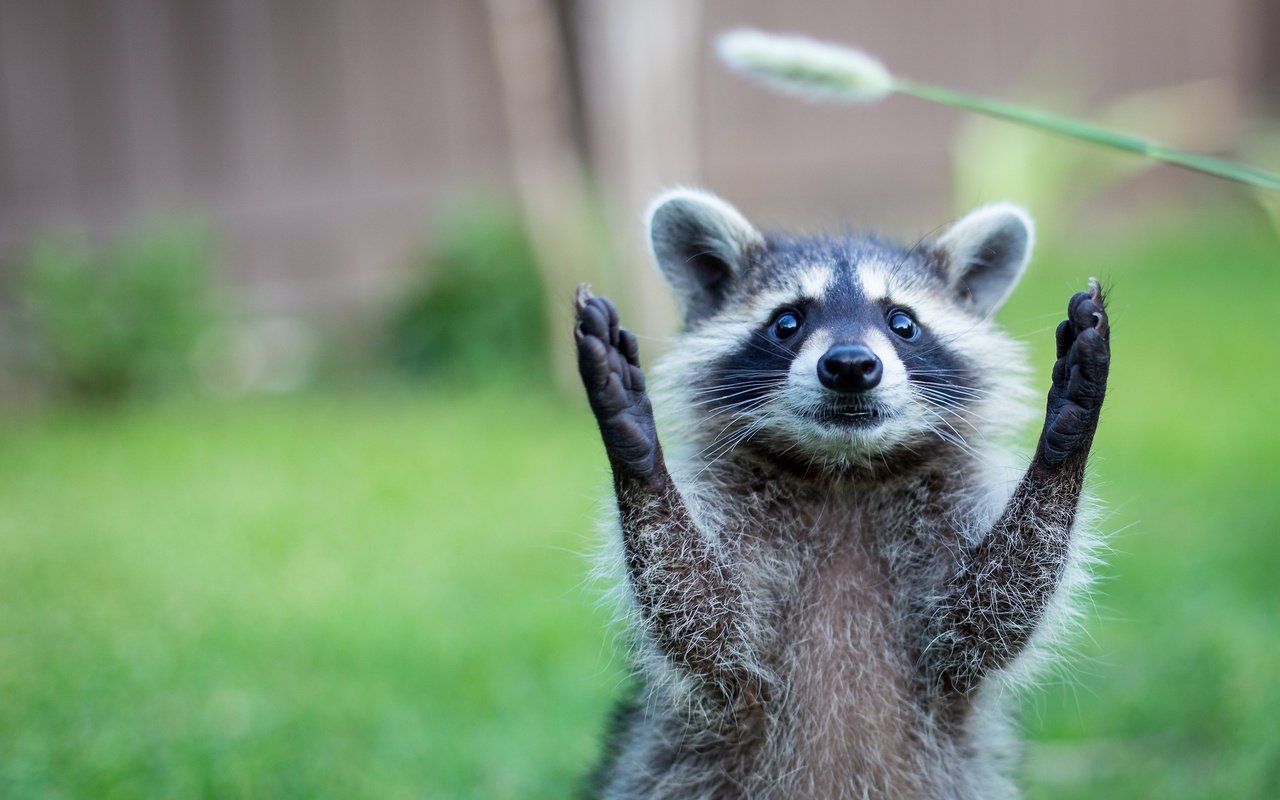 Обои природа, животное, енот, травинка, nature, animal, raccoon, a blade of grass разрешение 2048x1365 Загрузить