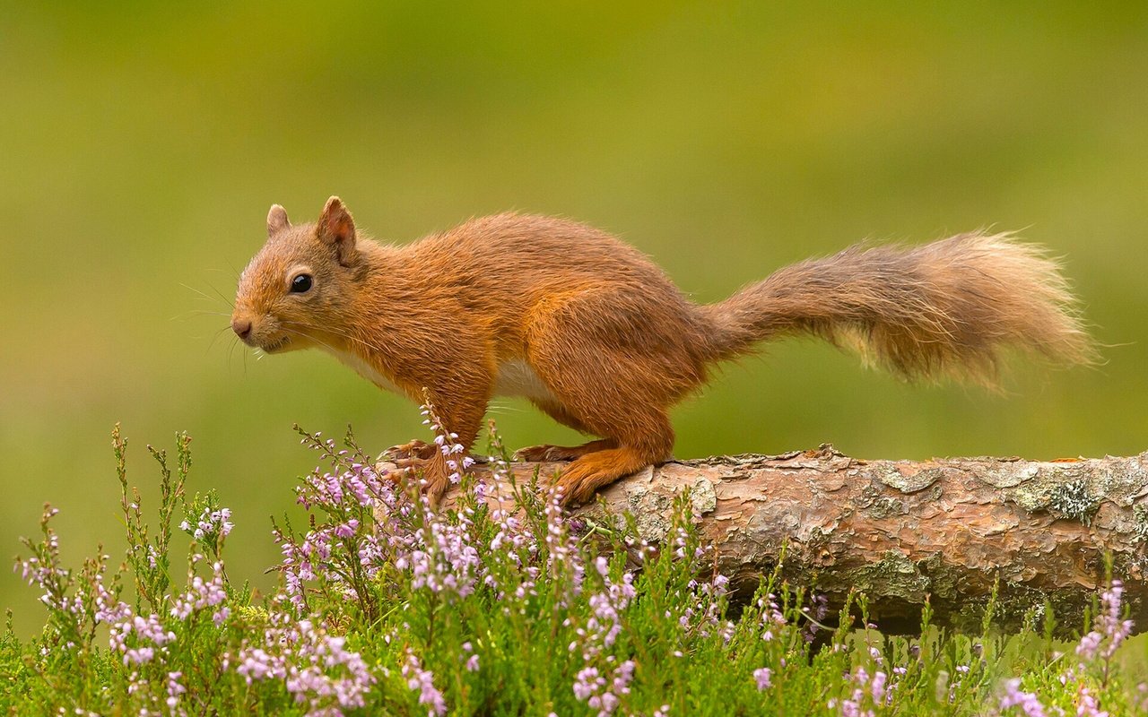 Обои цветы, белка, хвост, белочка, грызун, flowers, protein, tail, squirrel, rodent разрешение 1920x1200 Загрузить