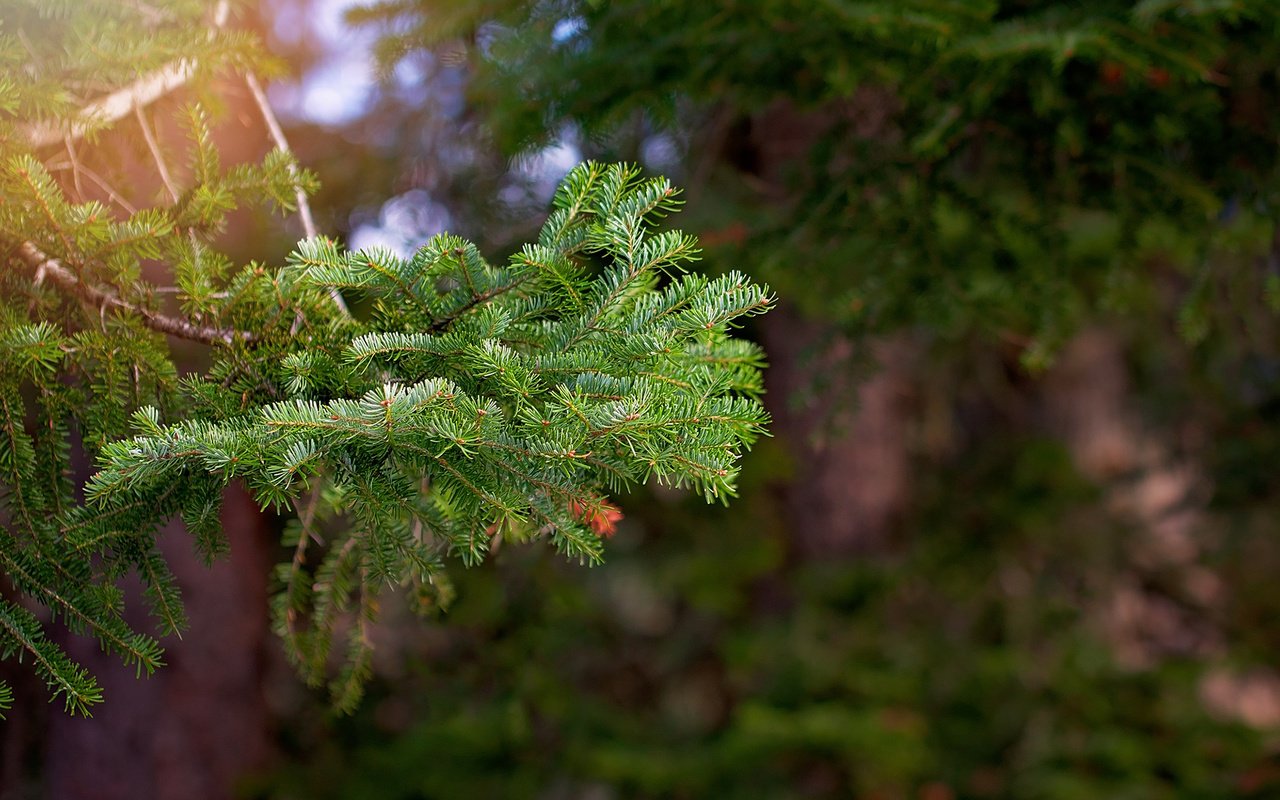 Обои ветка, дерево, хвоя, макро, ветви, ель, branch, tree, needles, macro, spruce разрешение 1920x1200 Загрузить