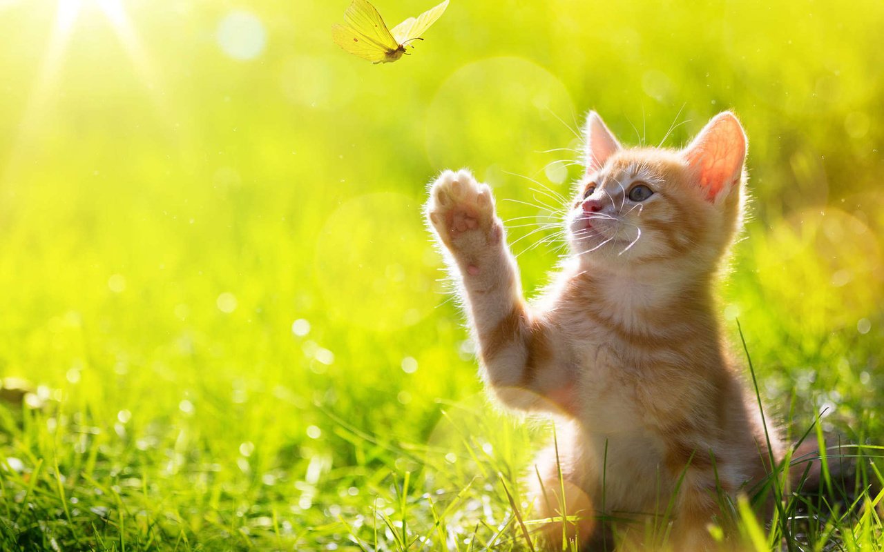 Обои трава, кот, кошка, бабочка, котенок, рыжий, лапка, grass, cat, butterfly, kitty, red, foot разрешение 1920x1200 Загрузить