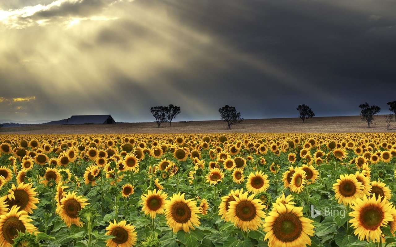 Обои деревья, природа, тучи, лучи, поле, подсолнухи, trees, nature, clouds, rays, field, sunflowers разрешение 1920x1200 Загрузить