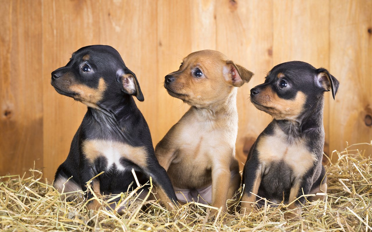 Обои щенки, собаки, чихуахуа, той-терьер, puppies, dogs, chihuahua, toy terrier разрешение 1920x1200 Загрузить