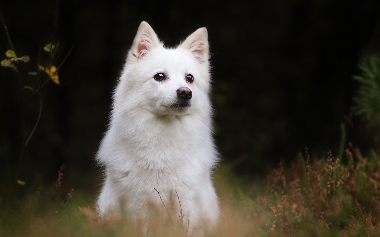 Обои собака, шпиц, белая швейцарская овчарка, японский шпиц, домашняя собака, dog, spitz, the white swiss shepherd dog разрешение 2880x1800 Загрузить