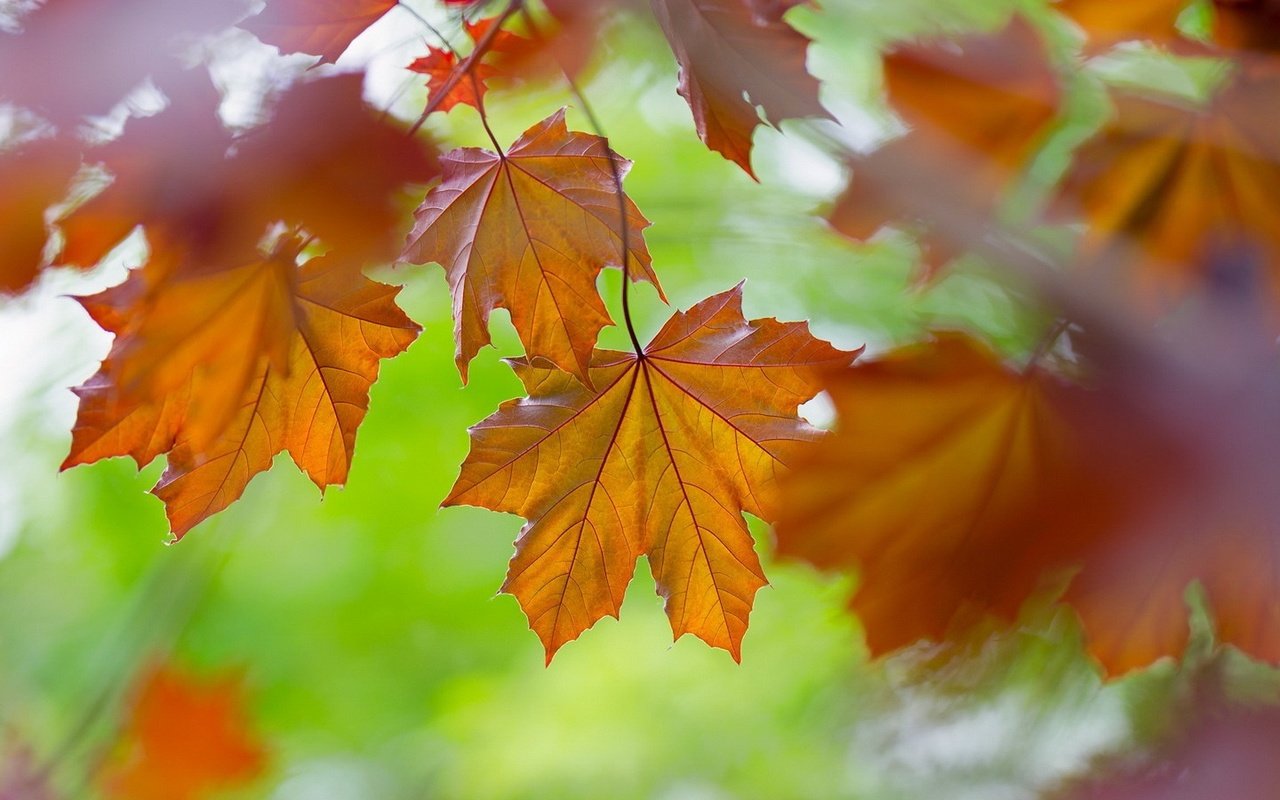 Обои листья, макро, осень, клен, leaves, macro, autumn, maple разрешение 1920x1080 Загрузить