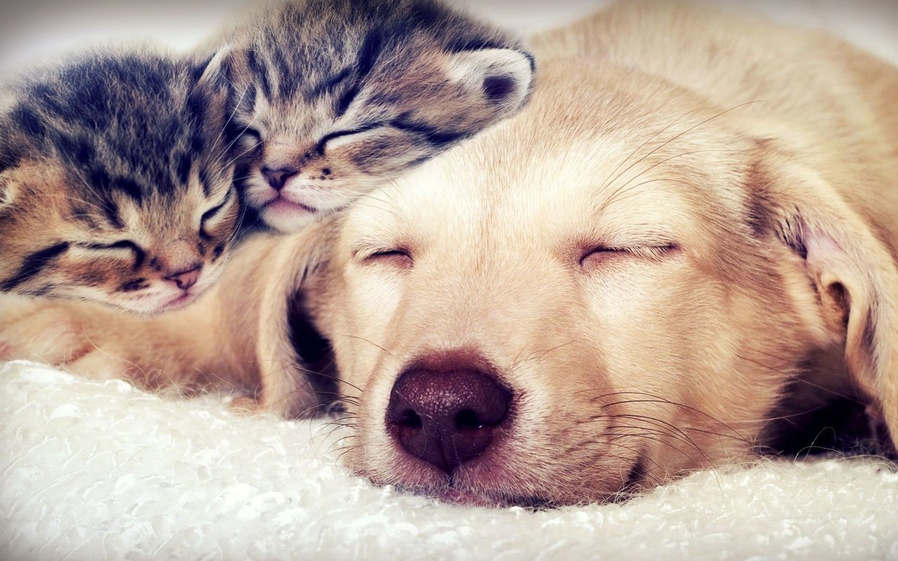 Обои сон, собака, кошки, котята, мордочки, закрытые глаза, sleep, dog, cats, kittens, faces, closed eyes разрешение 1920x1080 Загрузить