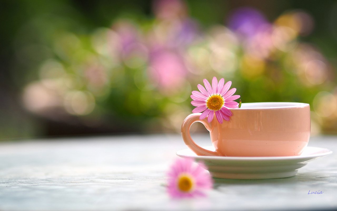 Обои цветок, лепестки, размытость, чашка, чай, flower, petals, blur, cup, tea разрешение 1920x1200 Загрузить