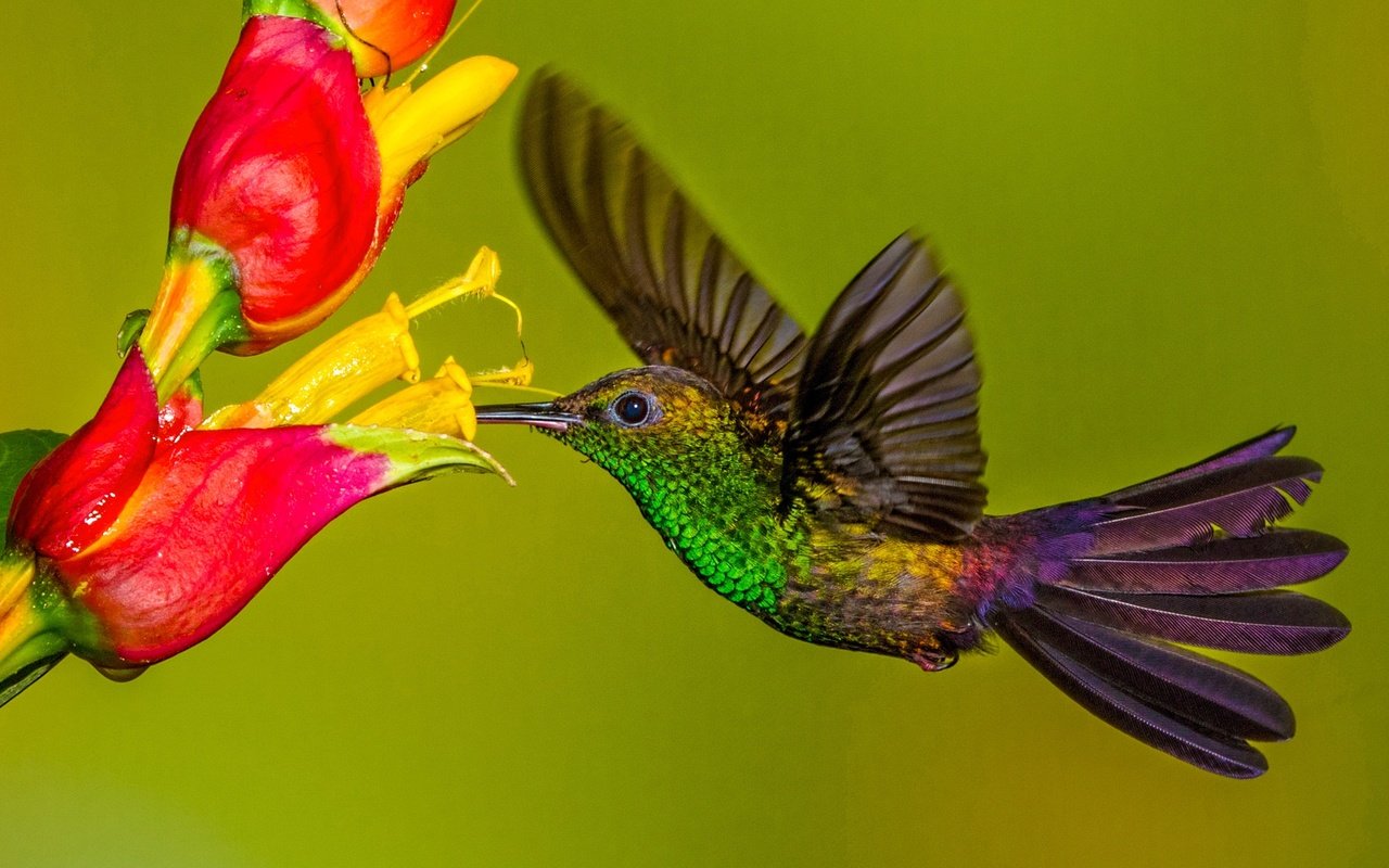 Обои цветок, крылья, птица, клюв, колибри, колибри-халибура, flower, wings, bird, beak, hummingbird, hummingbird-chalybura разрешение 2048x1152 Загрузить