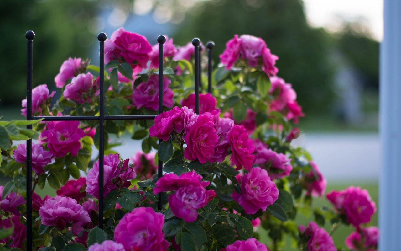 Обои цветы, бутоны, розы, забор, куст, flowers, buds, roses, the fence, bush разрешение 2048x1365 Загрузить