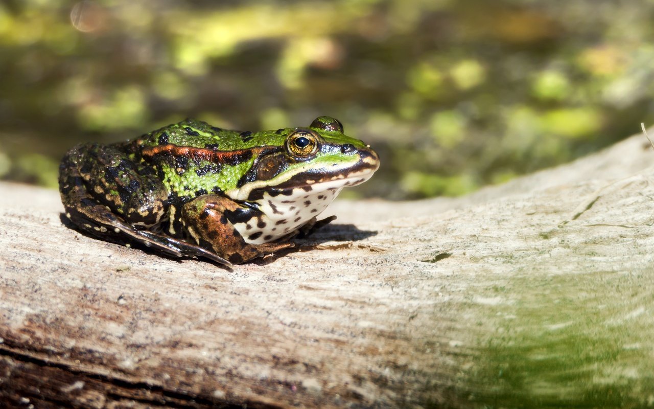 Обои лягушка, бревно, амфибия, земноводные, frog, log, amphibian, amphibians разрешение 4554x3036 Загрузить