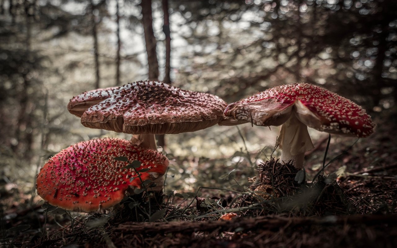 Обои природа, лес, грибы, мухоморы, nature, forest, mushrooms, amanita разрешение 4000x2670 Загрузить