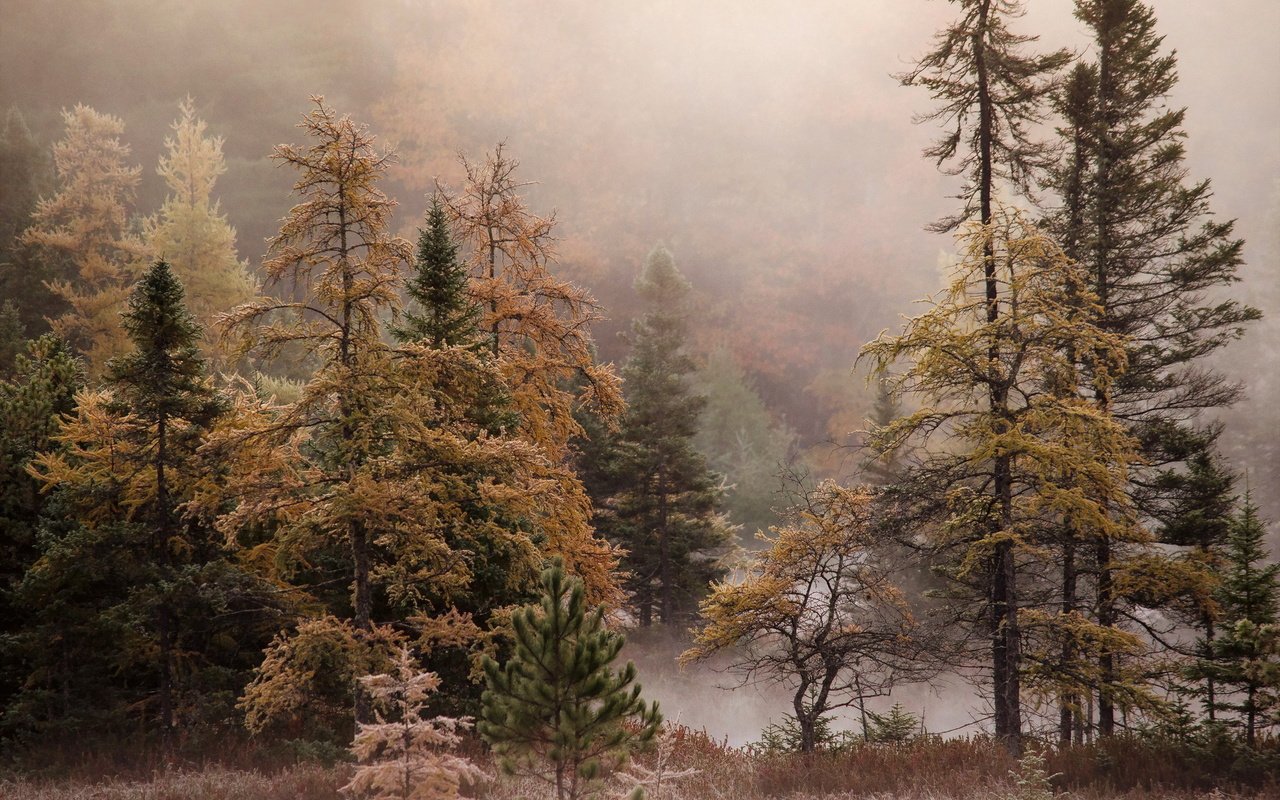Обои деревья, лес, туман, осень, trees, forest, fog, autumn разрешение 2048x1356 Загрузить