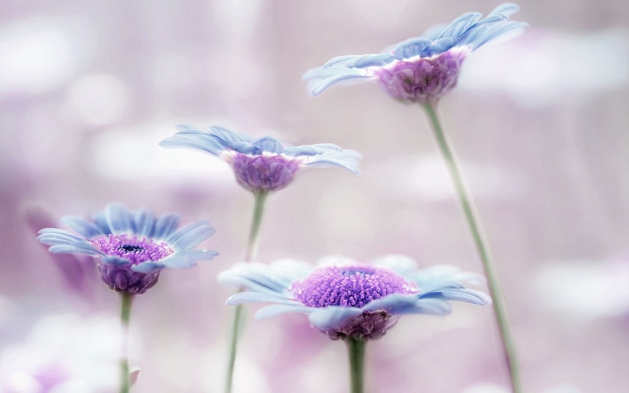 Обои макро, лепестки, стебли, сиреневый, аргирантемум, macro, petals, stems, lilac, argyranthemum разрешение 2048x1366 Загрузить