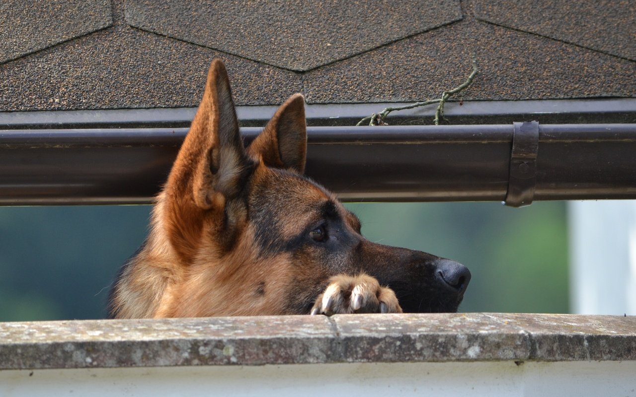 Обои собака, немецкая овчарка, овчарка, dog, german shepherd, shepherd разрешение 3840x2400 Загрузить