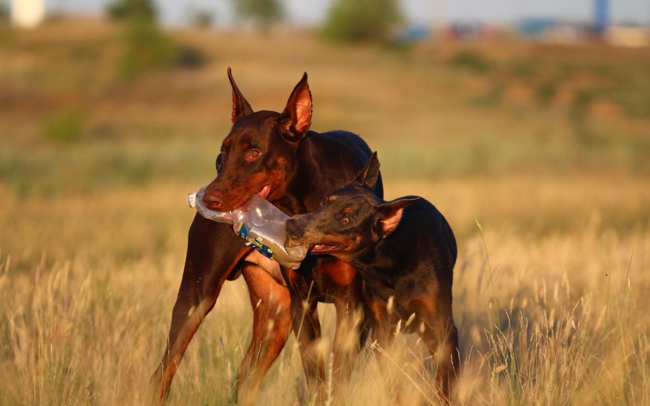 Обои прогулка, степь, две собаки, доберманы, walk, the steppe, two dogs, dobermans разрешение 1920x1280 Загрузить