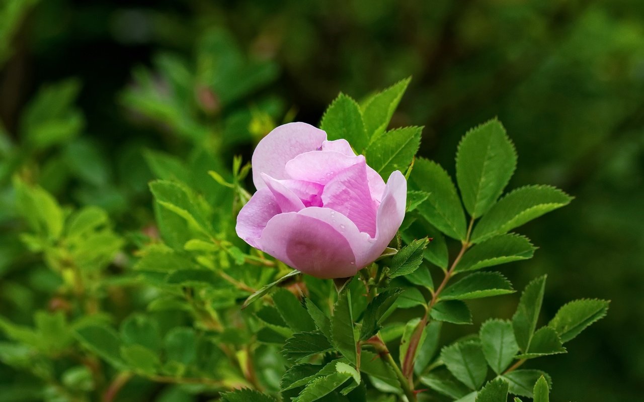 Обои листья, роза, лепестки, сад, бутон, шиповник, куст, leaves, rose, petals, garden, bud, briar, bush разрешение 4606x3071 Загрузить