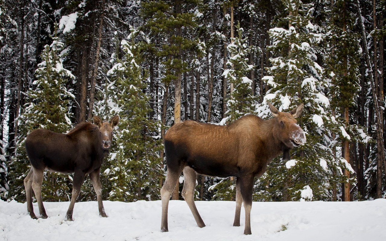 Обои деревья, снег, лес, зима, лось, лоси, trees, snow, forest, winter, moose, elk разрешение 1920x1200 Загрузить