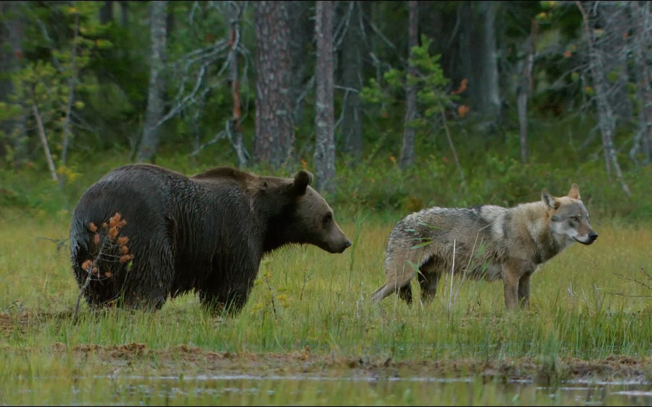 Обои трава, лес, животные, медведь, волк, grass, forest, animals, bear, wolf разрешение 1920x1080 Загрузить