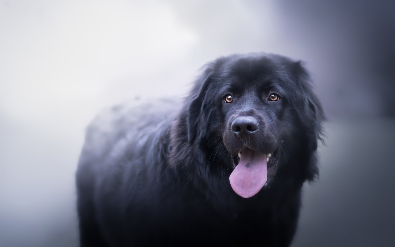 Обои туман, собака, друг, язык, ньюфаундленд, fog, dog, each, language, newfoundland разрешение 2560x1598 Загрузить