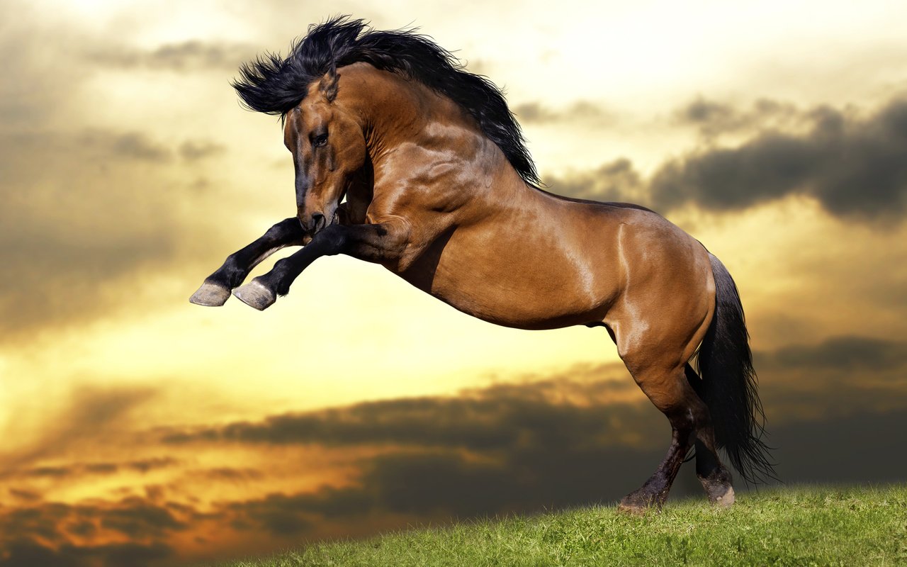 Обои небо, лошадь, трава, облака, закат, животные, прыжок, конь, грива, mane, the sky, horse, grass, clouds, sunset, animals, jump разрешение 2880x1800 Загрузить