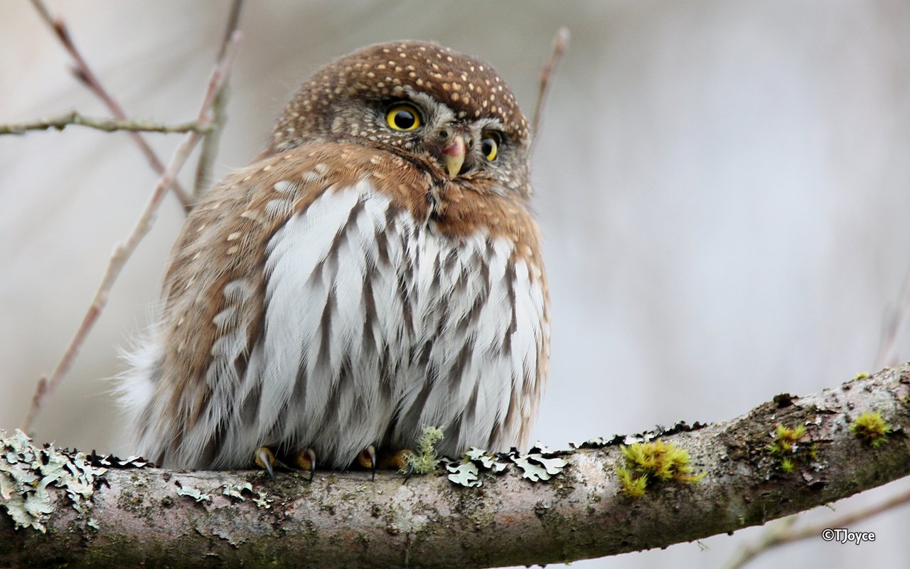 Обои сова, ветка, птица, клюв, перья, сыч, воробьиный сыч, owl, branch, bird, beak, feathers, pygmy owl разрешение 2880x1800 Загрузить