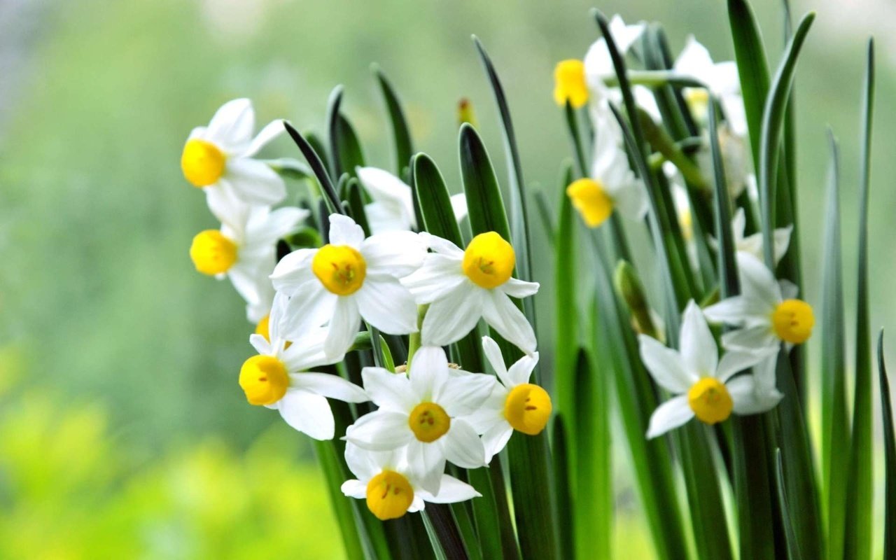 Обои цветы, лепестки, весна, стебли, нарциссы, flowers, petals, spring, stems, daffodils разрешение 1920x1200 Загрузить