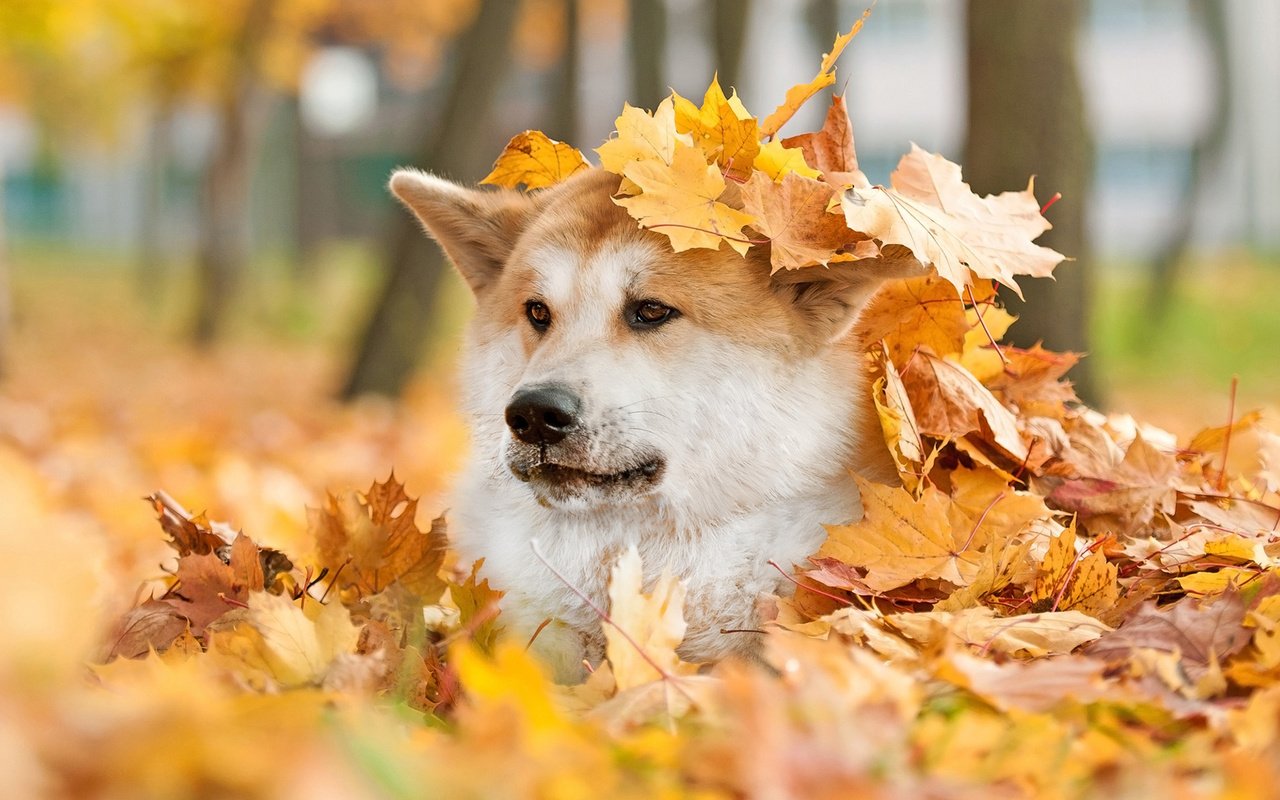 Обои мордочка, взгляд, осень, собака, лист, животное, акита, muzzle, look, autumn, dog, sheet, animal, akita разрешение 1920x1200 Загрузить