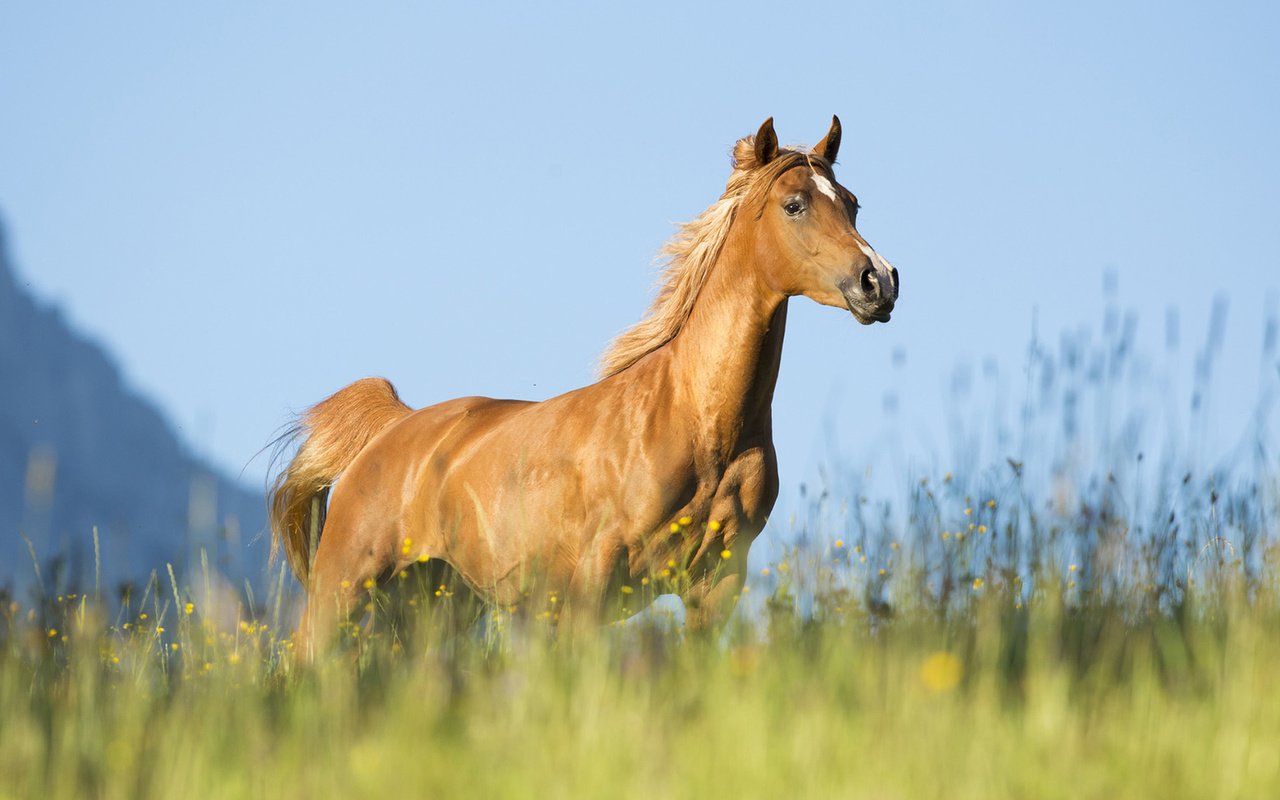 Обои небо, лошадь, трава, конь, бег, the sky, horse, grass, running разрешение 1920x1200 Загрузить