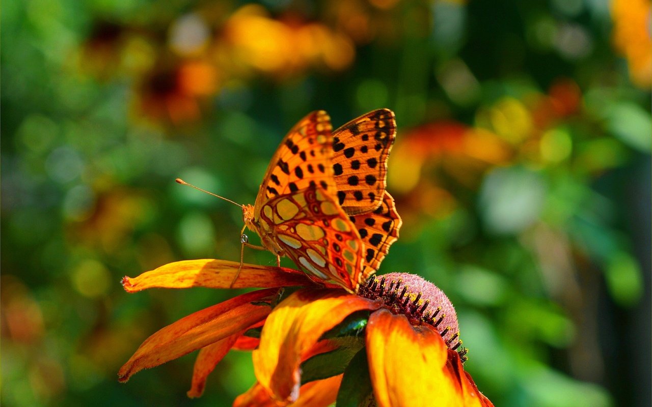 Обои насекомое, фон, цветок, лепестки, бабочка, крылья, insect, background, flower, petals, butterfly, wings разрешение 3002x1906 Загрузить