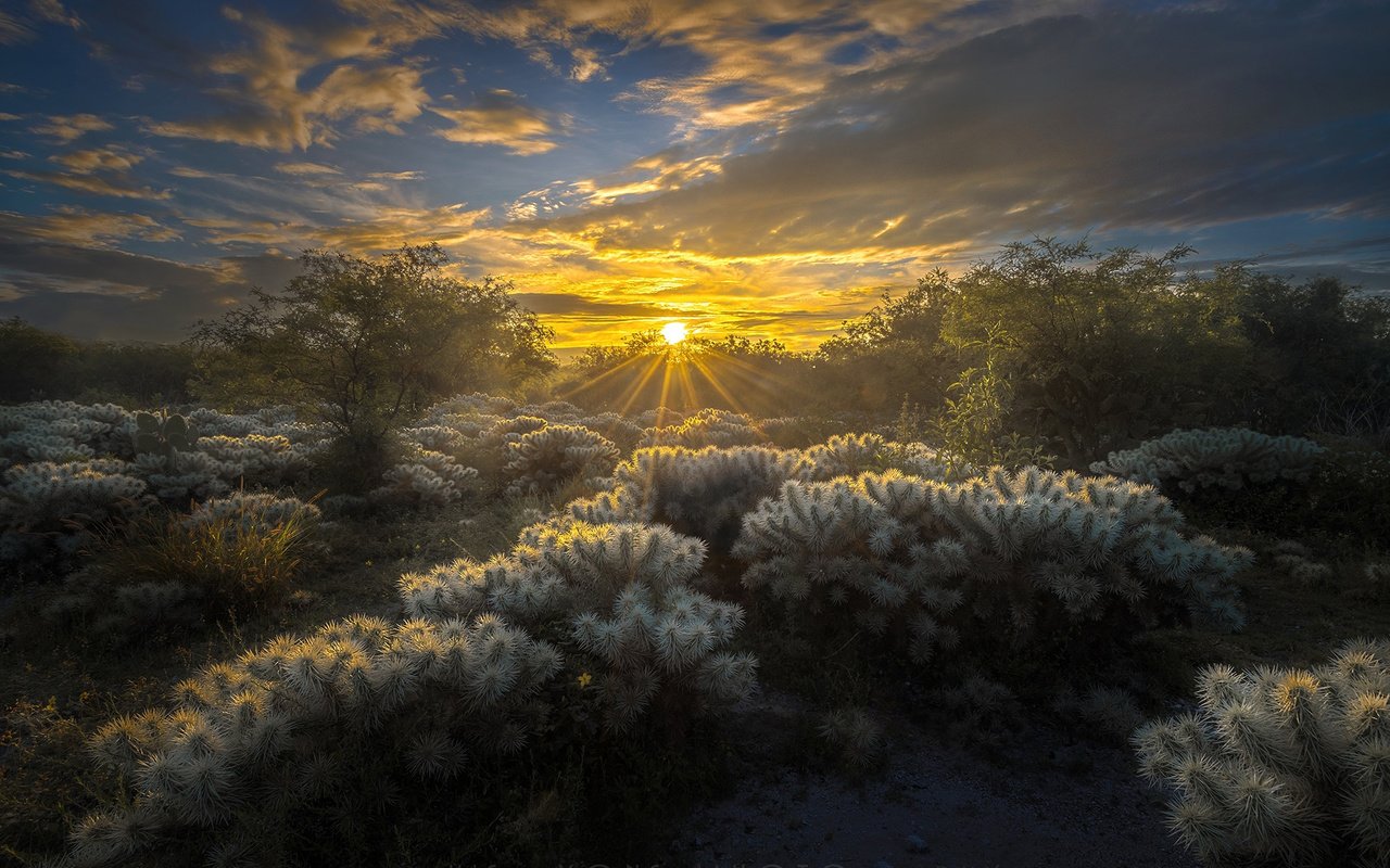 Обои небо, облака, солнце, природа, лучи, кактусы, мексика, luis lyons, the sky, clouds, the sun, nature, rays, cacti, mexico разрешение 1920x1200 Загрузить