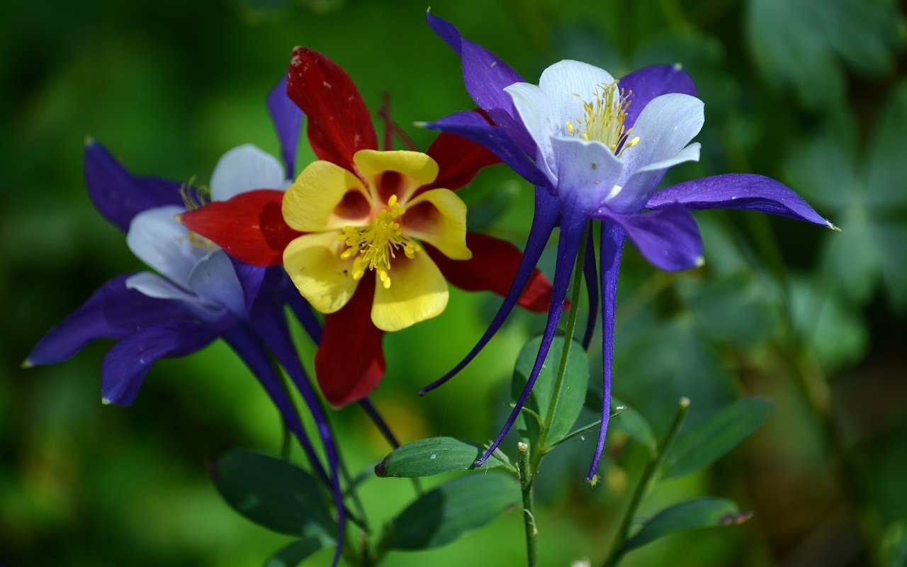 Обои цветы, макро, водосбор, аквилегия, туфелька эльфа, flowers, macro, the catchment, aquilegia разрешение 6000x4000 Загрузить