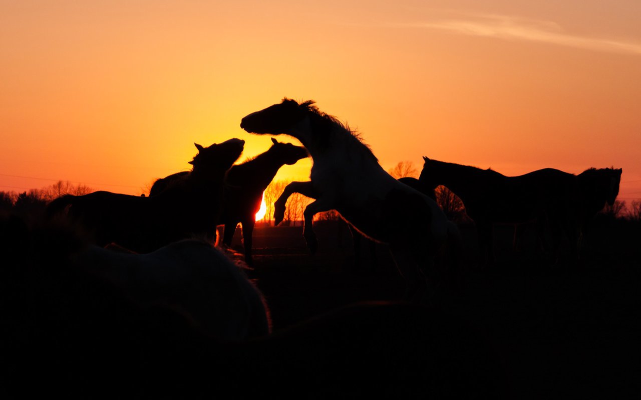 Обои закат, лошади, кони, стадо, sunset, horse, horses, the herd разрешение 1920x1080 Загрузить