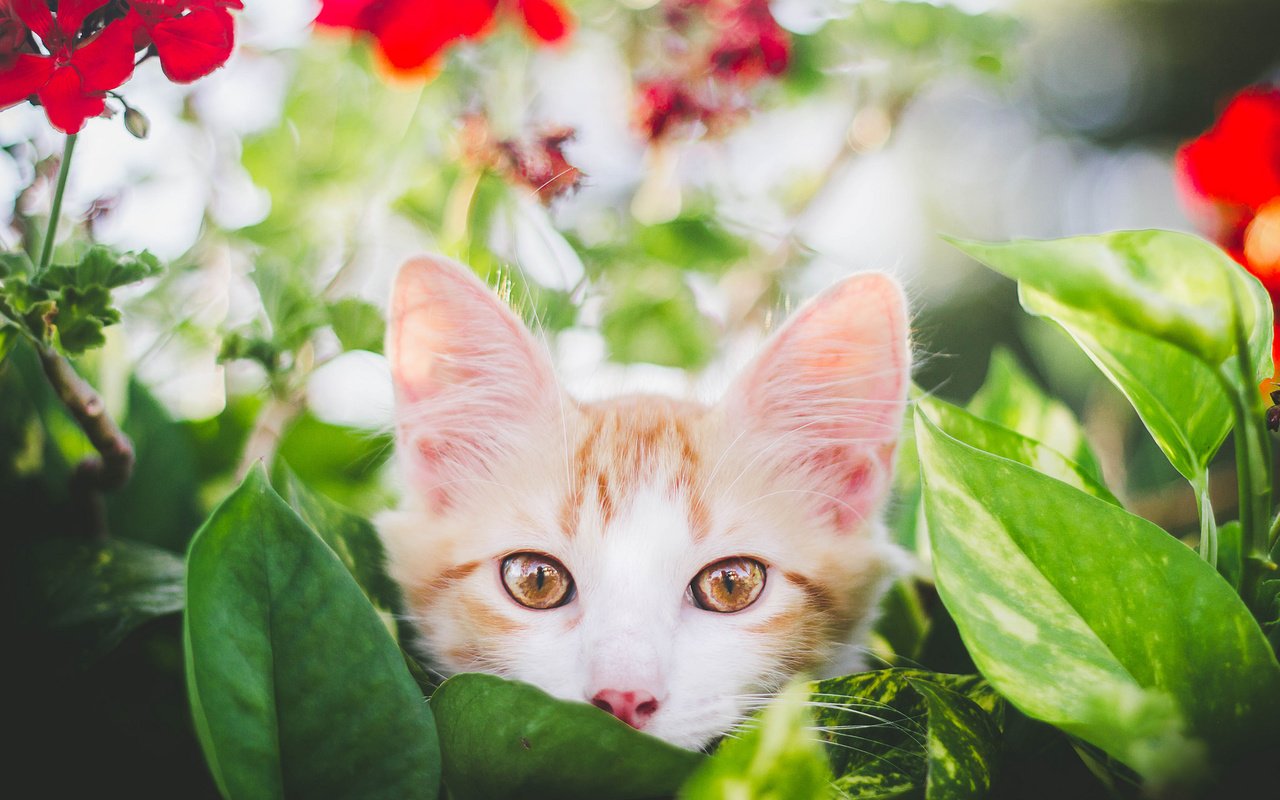 Обои глаза, цветы, листья, фон, усы, кошка, взгляд, котенок, eyes, flowers, leaves, background, mustache, cat, look, kitty разрешение 2048x1365 Загрузить