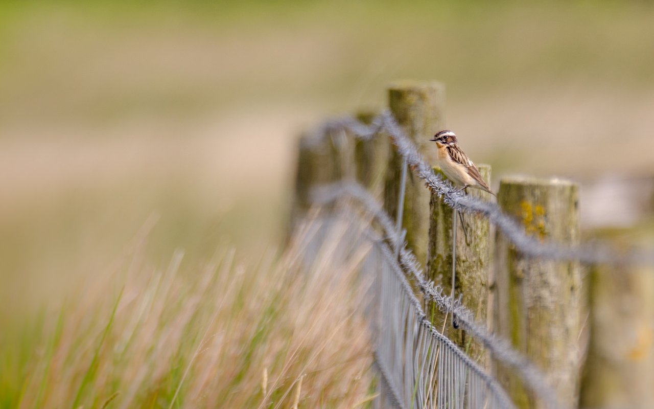 Обои трава, природа, проволока, забор, птица, grass, nature, wire, the fence, bird разрешение 2560x1600 Загрузить