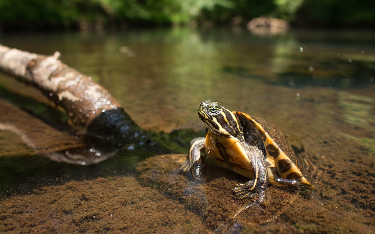 Обои вода, черепаха, панцирь, пресмыкающиеся, пресноводная черепаха, water, turtle, shell, reptiles разрешение 2560x1600 Загрузить