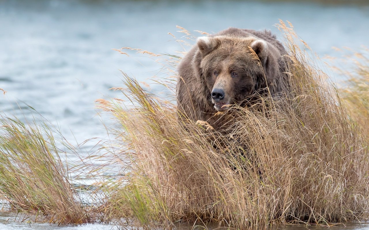 Обои вода, медведь, заросли, бурый медведь, water, bear, thickets, brown bear разрешение 2048x1294 Загрузить