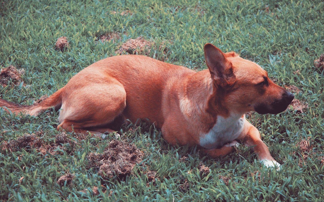 Обои трава, собака, лежит, grass, dog, lies разрешение 3008x2000 Загрузить