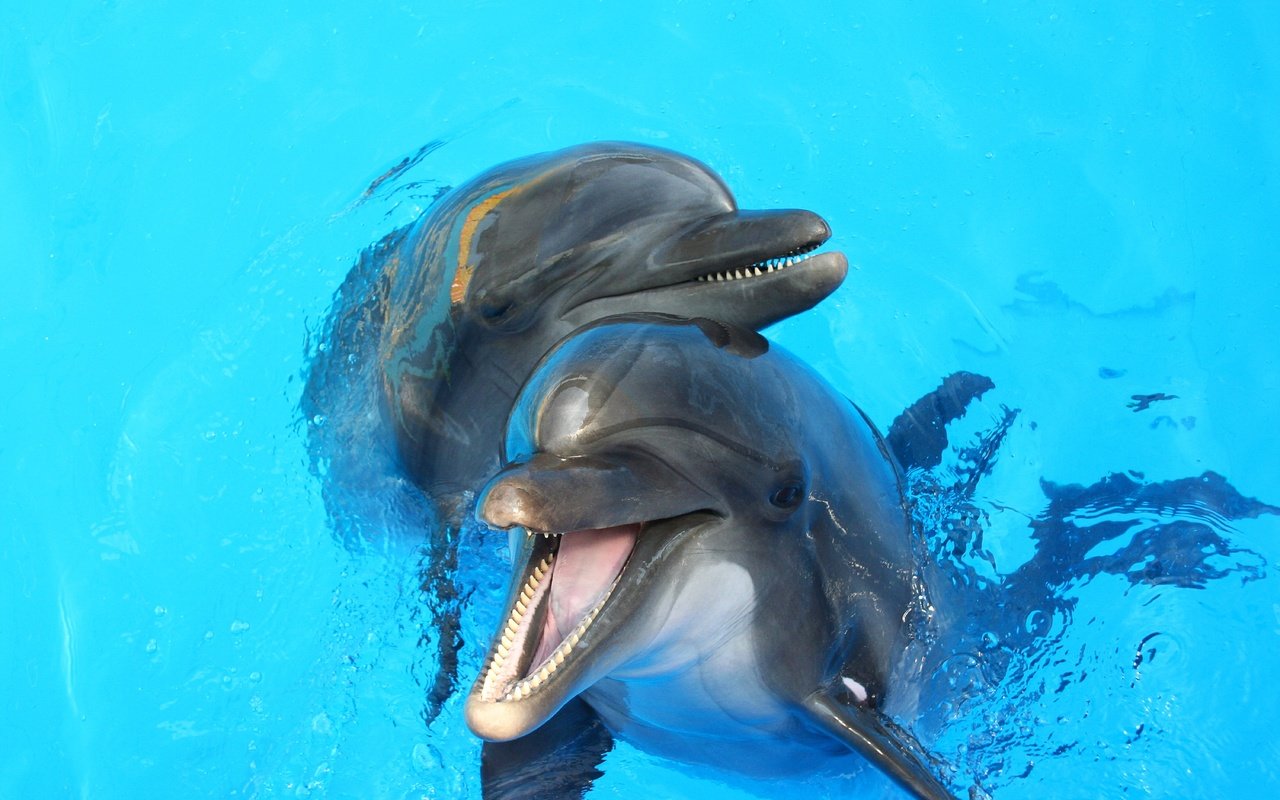 Обои вода, игра, друзья, дельфины, water, the game, friends, dolphins разрешение 6000x4000 Загрузить