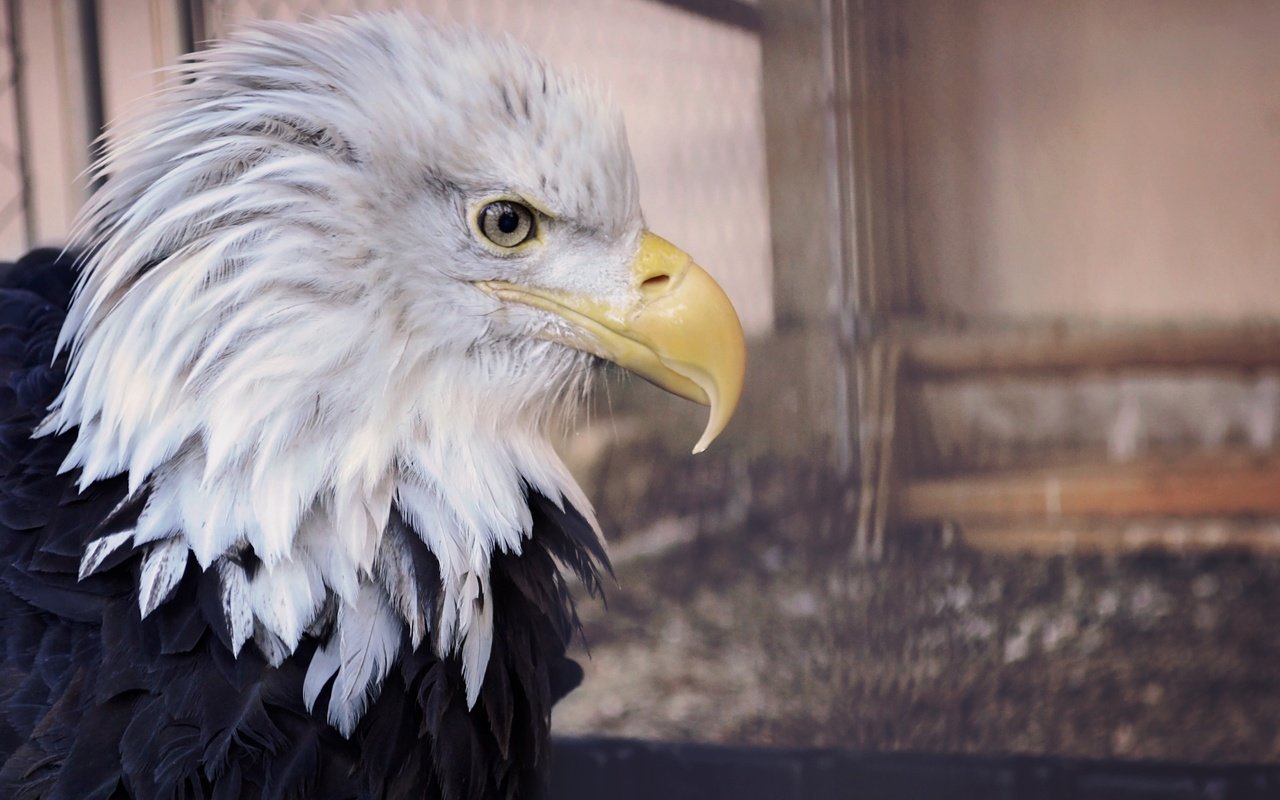 Обои орел, профиль, птица, клюв, белоголовый орлан, eagle, profile, bird, beak, bald eagle разрешение 4240x3000 Загрузить