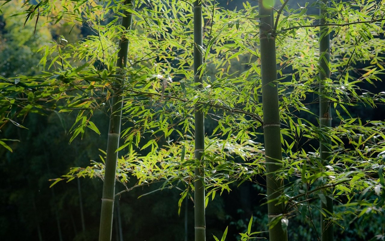Обои деревья, листья, бамбук, стебли, trees, leaves, bamboo, stems разрешение 1920x1200 Загрузить