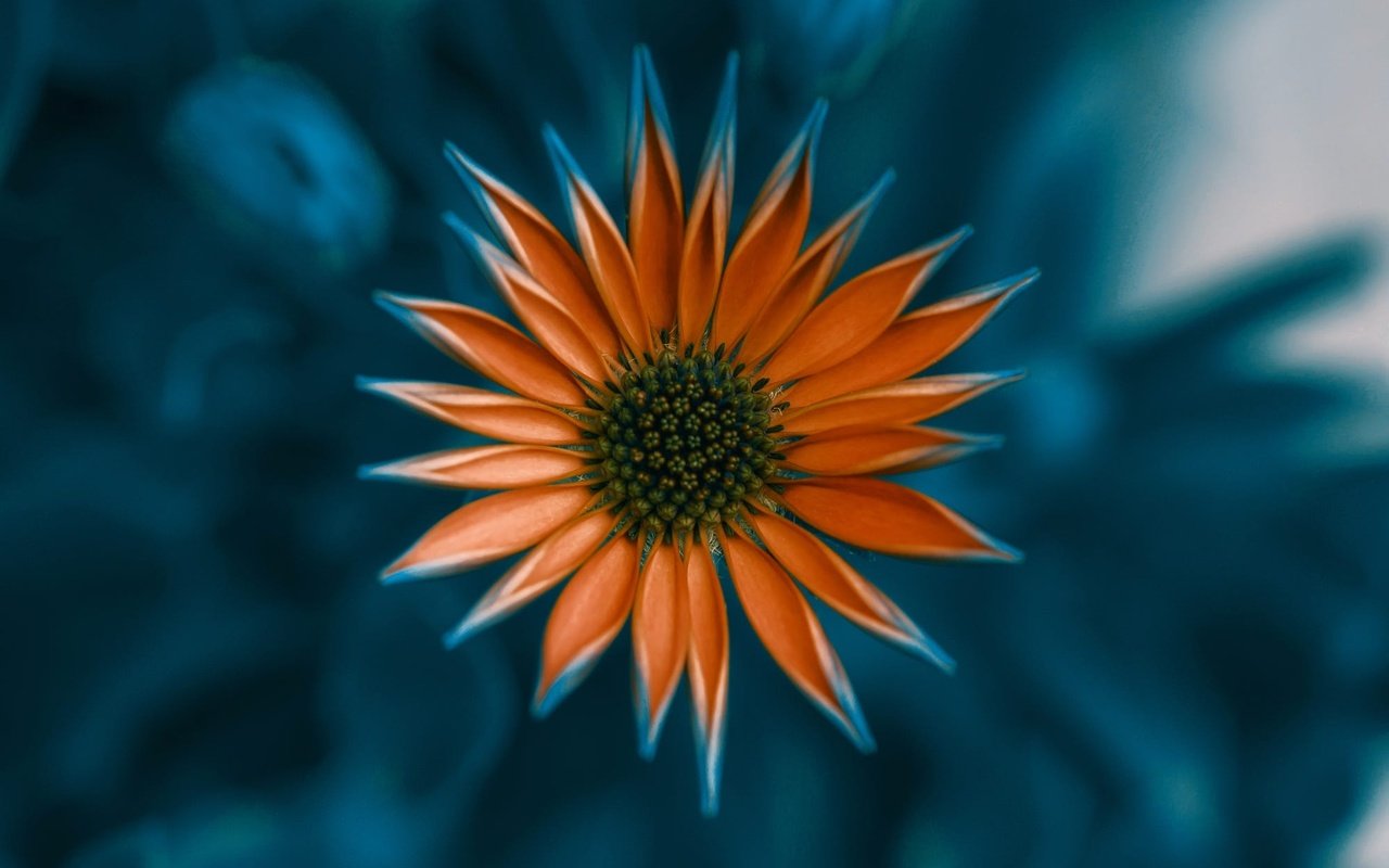 Обои цветок, лепестки, оранжевый, газания, flower, petals, orange, gazania разрешение 2000x1309 Загрузить