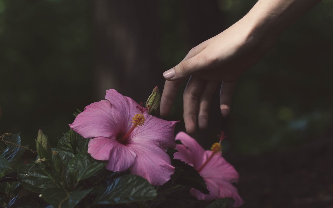 Обои цветы, рука, гибискус, flowers, hand, hibiscus разрешение 4529x3456 Загрузить