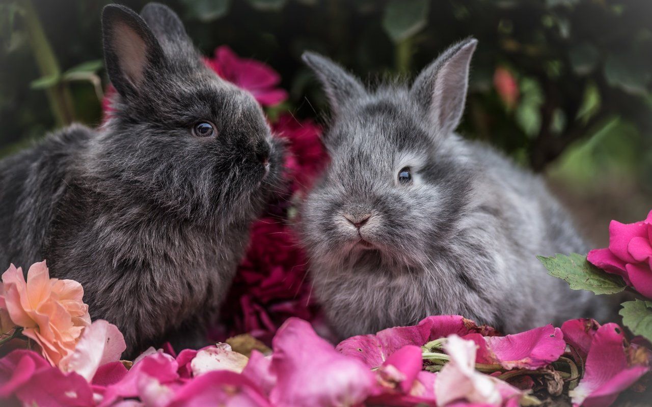 Обои цветы, взгляд, пушистые, ушки, кролик, кролики, flowers, look, fluffy, ears, rabbit, rabbits разрешение 7360x4667 Загрузить