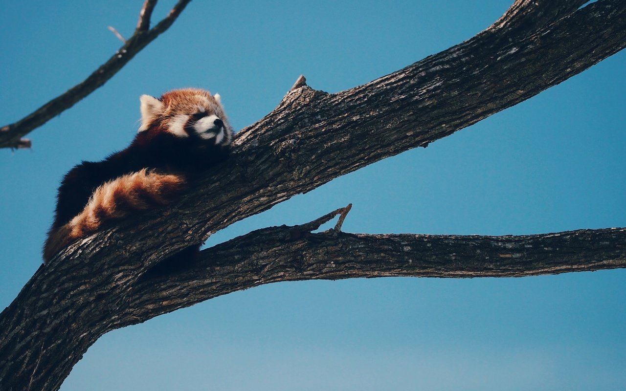 Обои дерево, панда, животное, красная панда, малая панда, tree, panda, animal, red panda разрешение 2048x1154 Загрузить