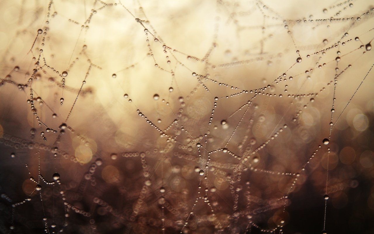 Обои макро, роса, капли, паутина, боке, капли воды, macro, rosa, drops, web, bokeh, water drops разрешение 2000x1320 Загрузить