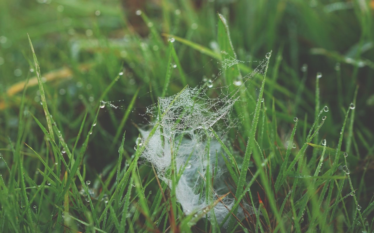 Обои трава, природа, роса, капли, паутина, grass, nature, rosa, drops, web разрешение 6000x4000 Загрузить