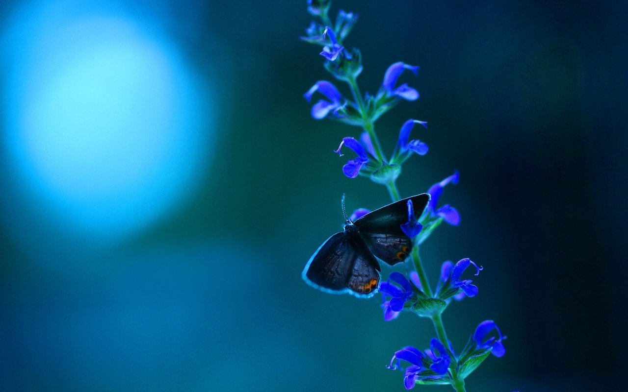 Обои макро, насекомое, фон, цветок, цвет, бабочка, крылья, macro, insect, background, flower, color, butterfly, wings разрешение 2560x1600 Загрузить