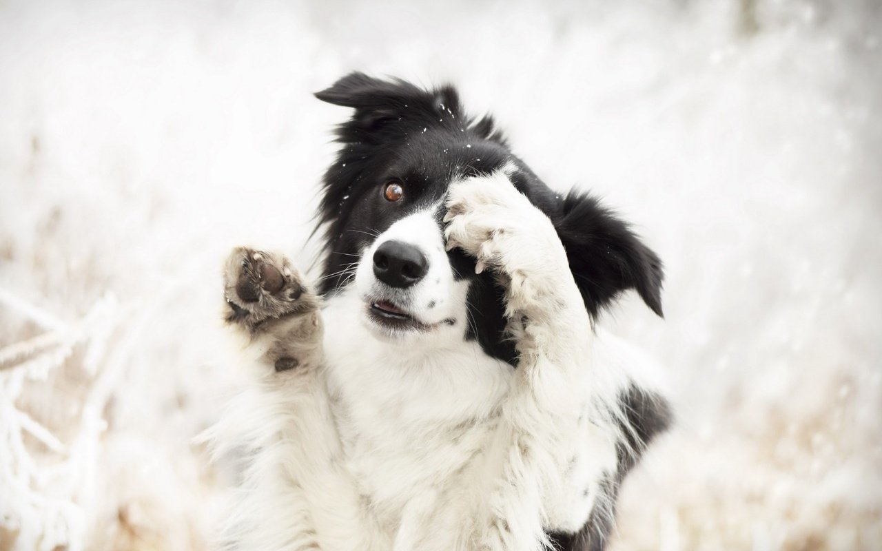 Обои природа, собака, животное, пес, лапки, бордер-колли, nature, dog, animal, legs, the border collie разрешение 1920x1080 Загрузить