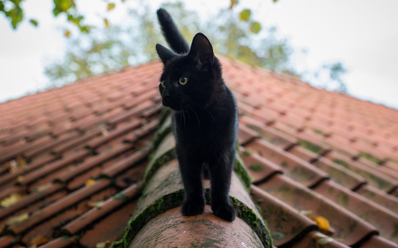 Обои глаза, кот, лето, кошка, черная, крыша, eyes, cat, summer, black, roof разрешение 1920x1080 Загрузить