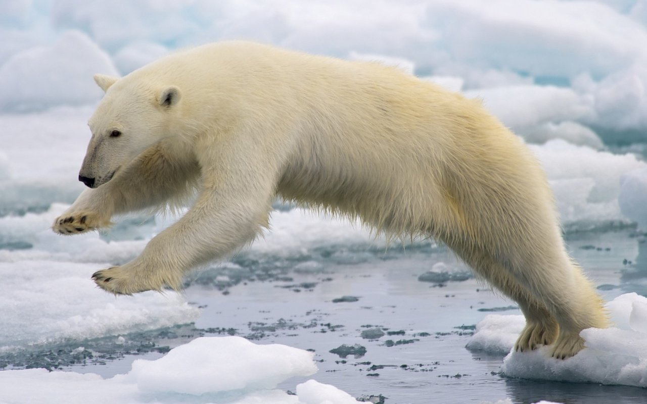 Обои вода, лёд, белый медведь, арктика, water, ice, polar bear, arctic разрешение 1920x1080 Загрузить